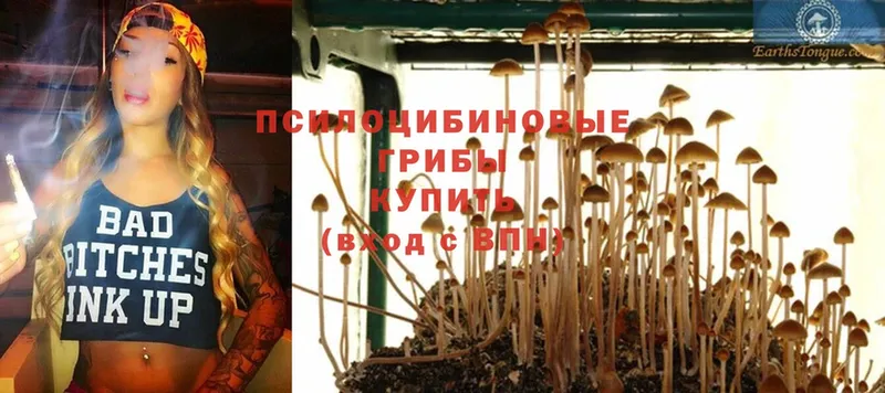 Псилоцибиновые грибы Psilocybe  Городовиковск 